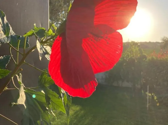 Gioia In Collina לינה וארוחת בוקר Torrevecchia Teatina