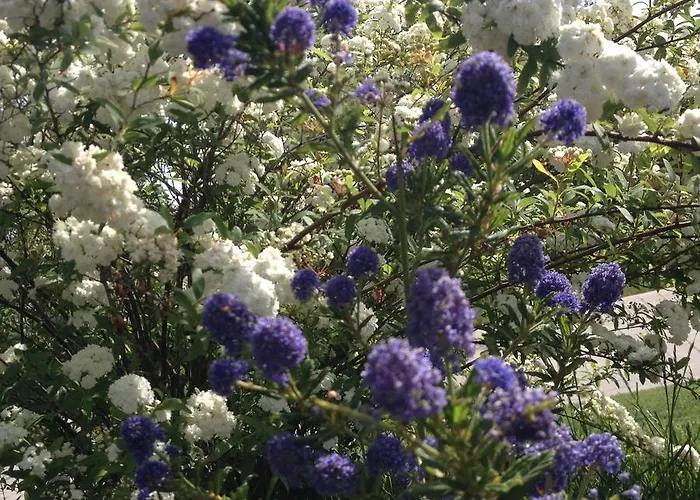 Gioia In Collina לינה וארוחת בוקר Torrevecchia Teatina